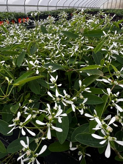 garden ready euphorbia plants with white flowers in growjoys greenhouse