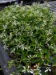 tray of white euphorbia flowers in growjoys greenhouse