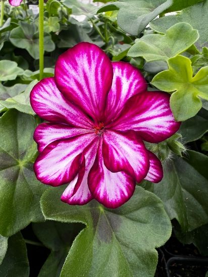 geranium plant with burgundy and white bicolor flower in growjoys greenhouse