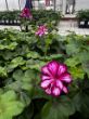 garden ready geranium plants with flowers in growjoys greenhouse