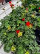 garden ready zonal geranium plants with orange flowers in growjoys greenhouse