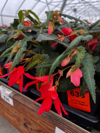 reddish pink flowers on tuberous begonias in growjoys greenhouse