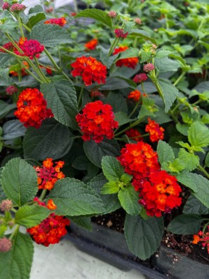 bright orange wiht yellow lantana flowers in growjoys greenhouse