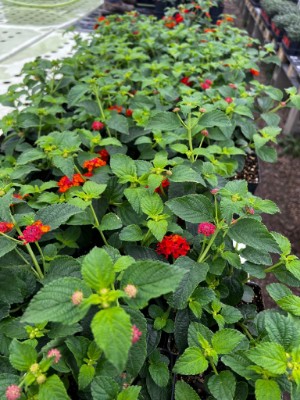 garden ready orange and yellow lantanas in growjoys greenhouse