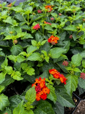 garden ready lantana plants with red and orange flowers  in growjoys greenhouse