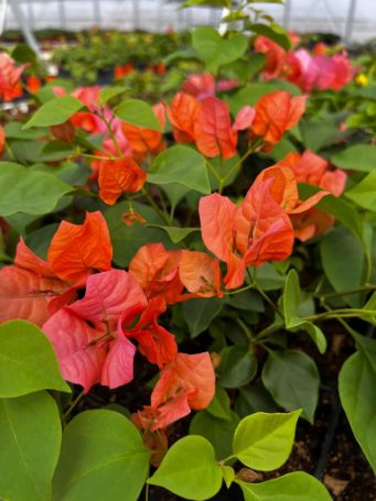 orange bougainvillea plants in growjoys greenhouse