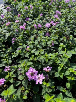 mass of purple trailing lavender lantana plants in growjoys greenhouse