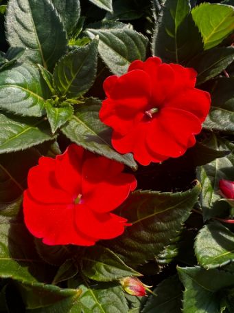 sunpatiens plants with electric orange flowers in growjoys greenhouse