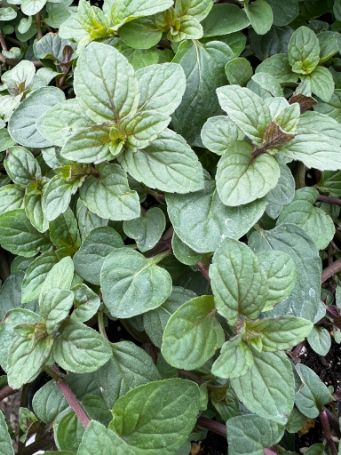 chocolate mint herb plant leaves with brown veins