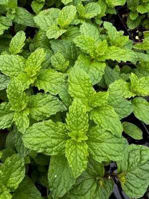 bright green serrated leaves of garden ready kentucky colonel mint herb plant