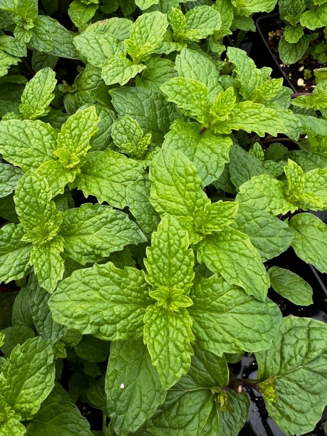 bright green serrated leaves of garden ready kentucky colonel mint herb plant