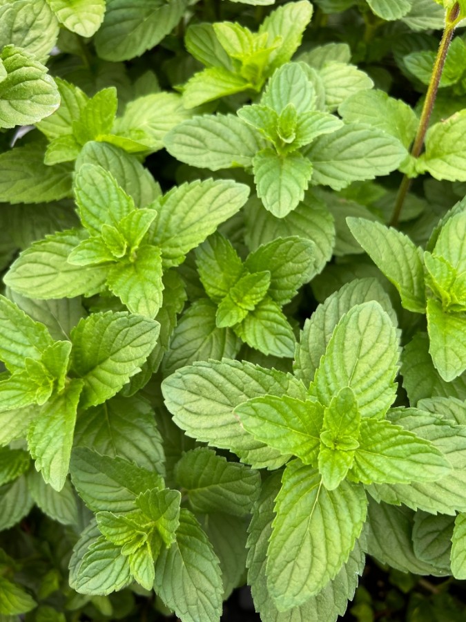 garden ready spearmint mint herb plants growing in greenhouse