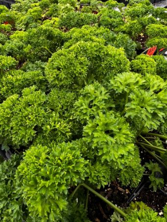 mass of ready to plant triple curled parsley herb plants in growjoys greenhouse