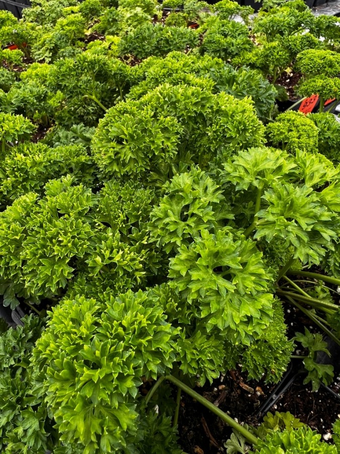 mass of ready to plant triple curled parsley herb plants in growjoys greenhouse