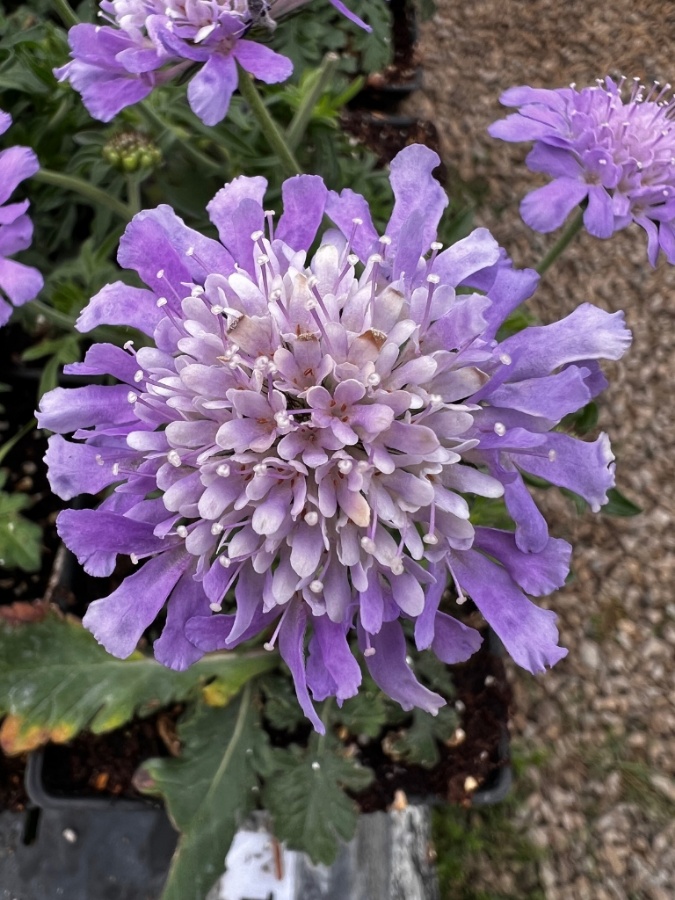 garden ready butterfly blue scabiosa plant for sale from growjoy