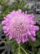 garden ready pink mist scabiosa plant for sale from growjoy