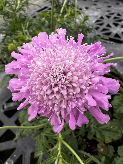 garden ready pink mist scabiosa plant for sale from growjoy