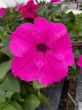 ready to plant bright pink surfinia petunia in growjoys greenhouse