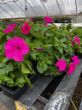 garden ready pink petunias for sale from growjoy