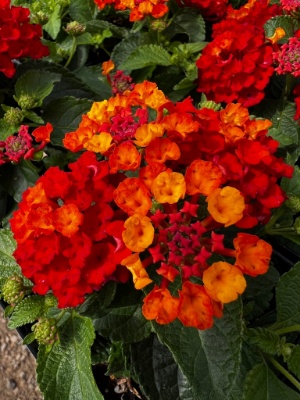 garden ready lantana plans with fiery red and orange flowrs