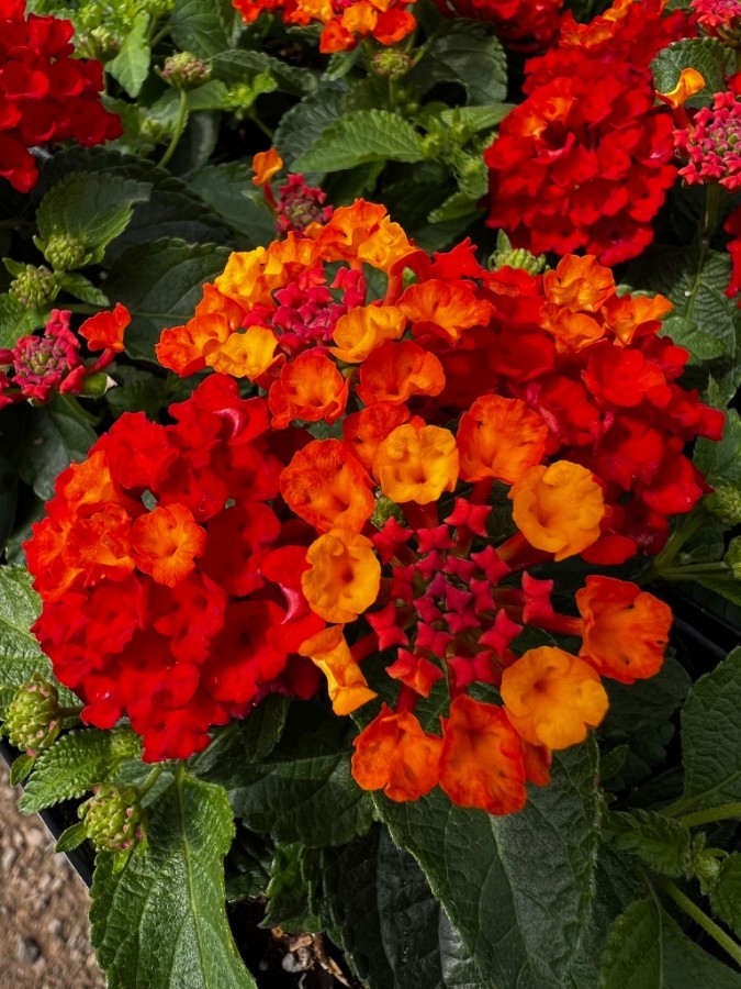 garden ready lantana plans with fiery red and orange flowrs