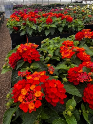 ready to transplant hot blooded red lantana plants in growjoys greenhouse