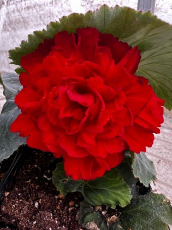 garden ready scarlet red tuberous begonia flower from growjoy