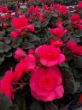 mass of ready to transplant dark pink solenia begonias in growjoys greenhouse