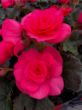 garden ready dark pink solenia begonia flowers