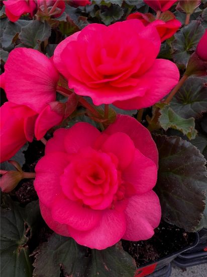 garden ready dark pink solenia begonia flowers