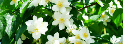 jasmine for therapeutic gardens