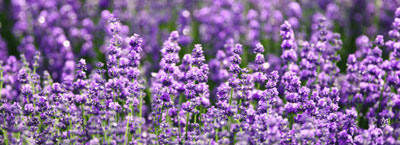 lavender for therapeutic gardening