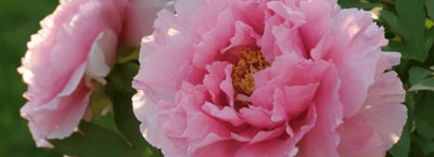 peony plants for therapeutic gardens